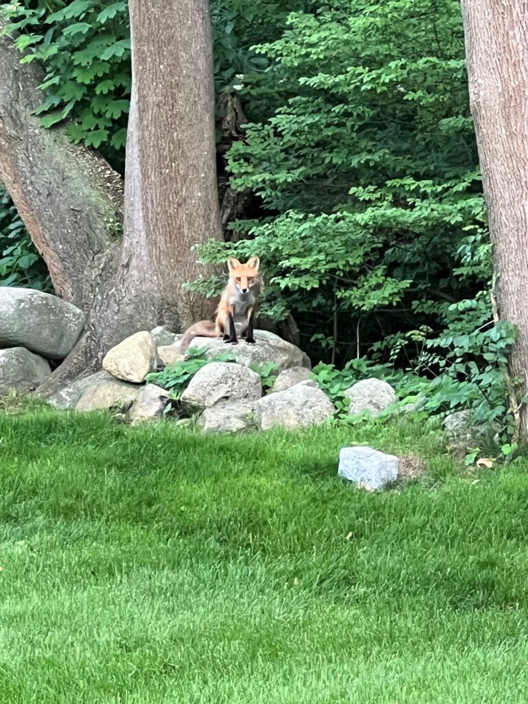 Fox in john's yard