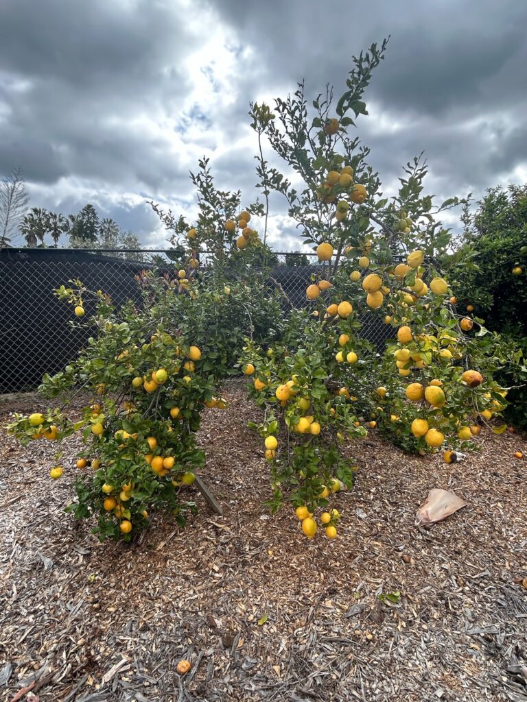 lemon-tree