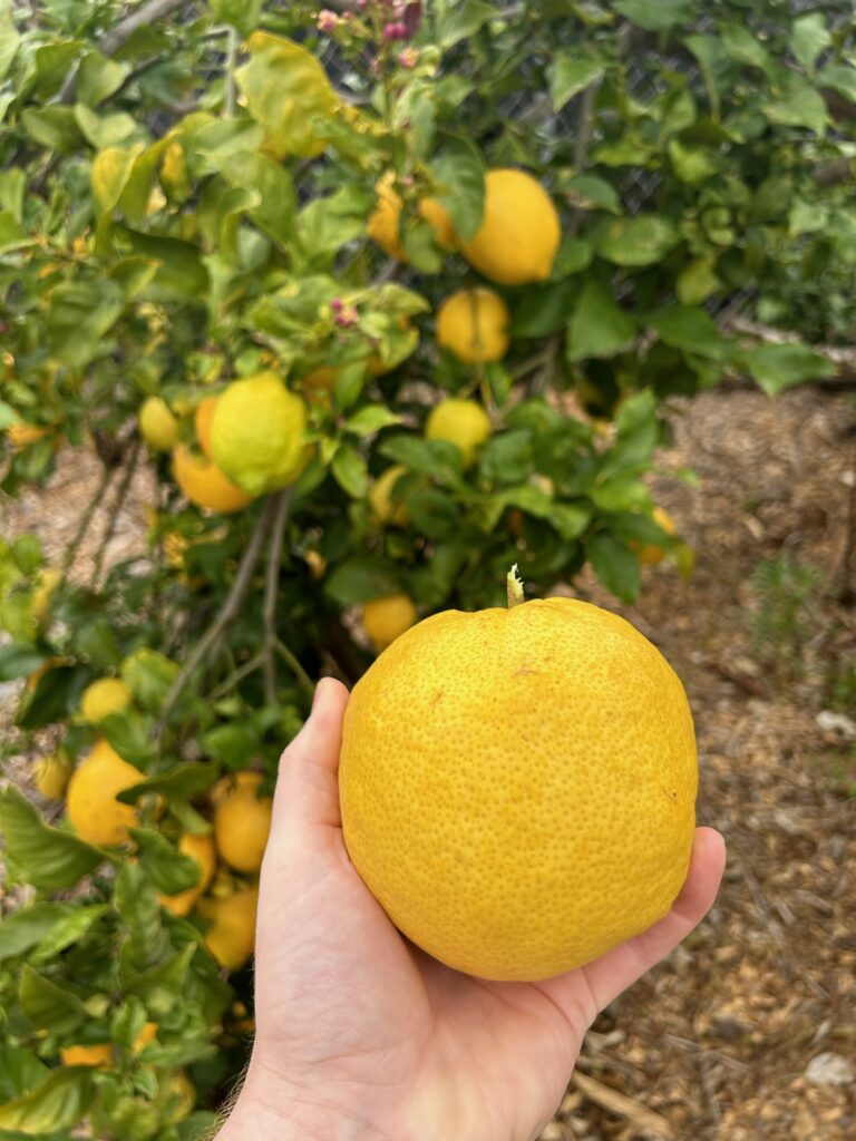 lemon